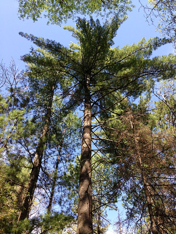 Juliets cubs high in white pine