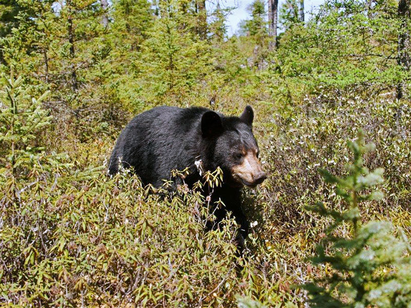 Lily crosses spruce swamp