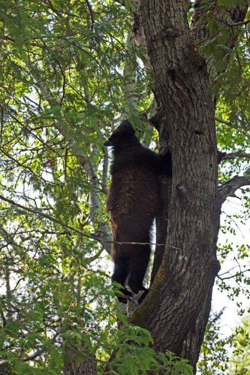 20140530 Holly climbing aspen
