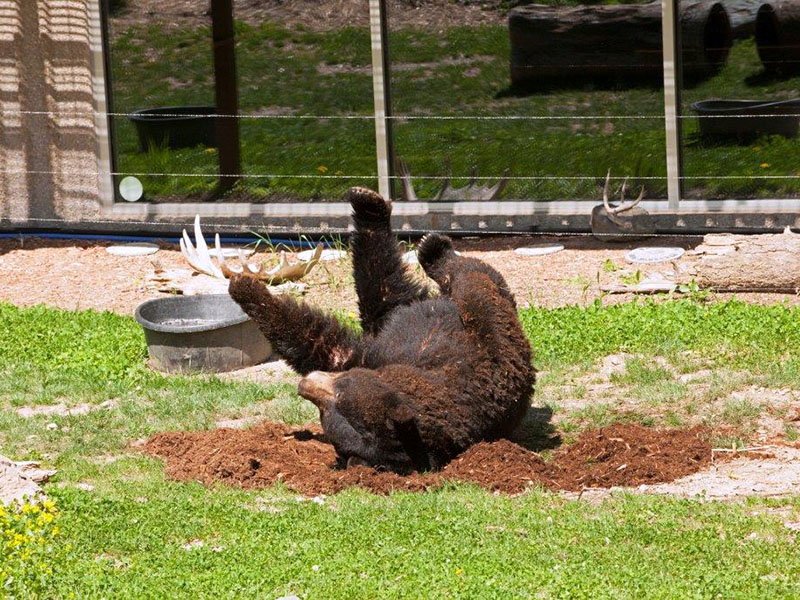 20140530 Ted rolling in cedar