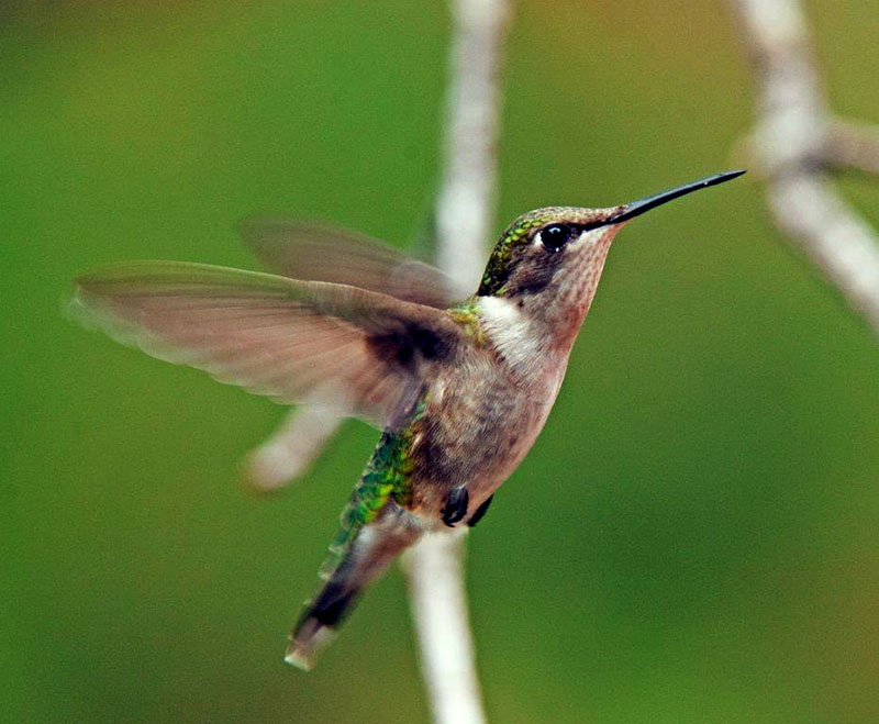 20140531 Ruby-throated Hummingbird