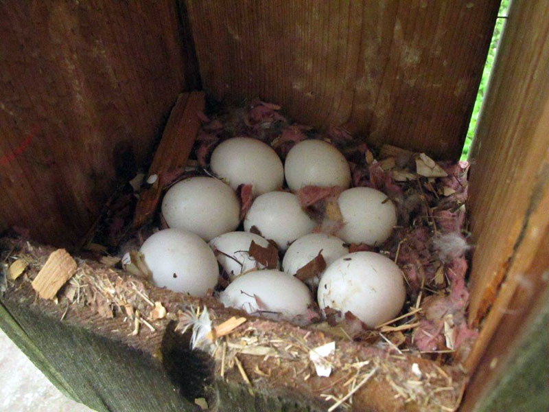 Merganser eggs