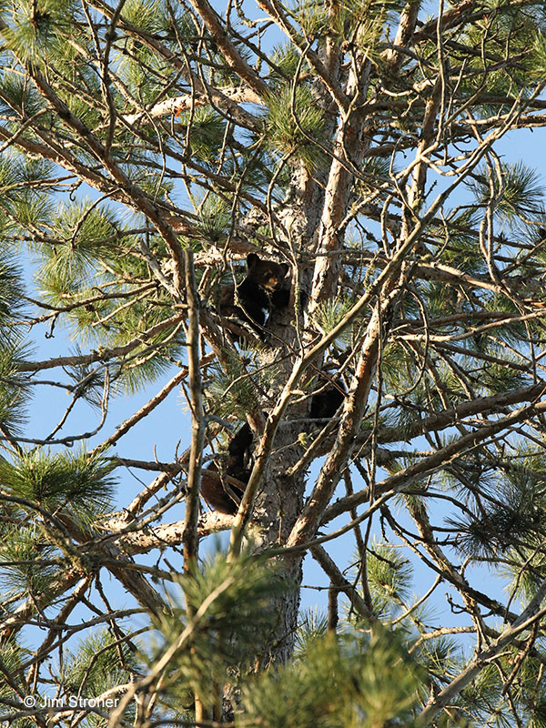 Juliet's cubs