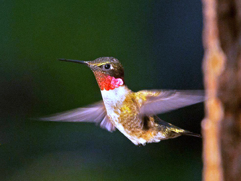 Hummingbird