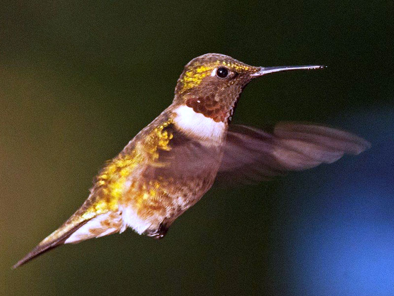 Ruby-throated Hummingbird