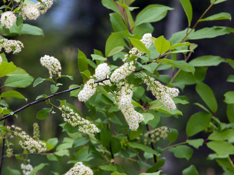 Chokecherry blossoms