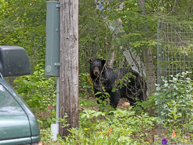 Jewel hears our voices