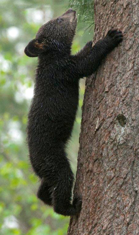 Quick as a squirrel