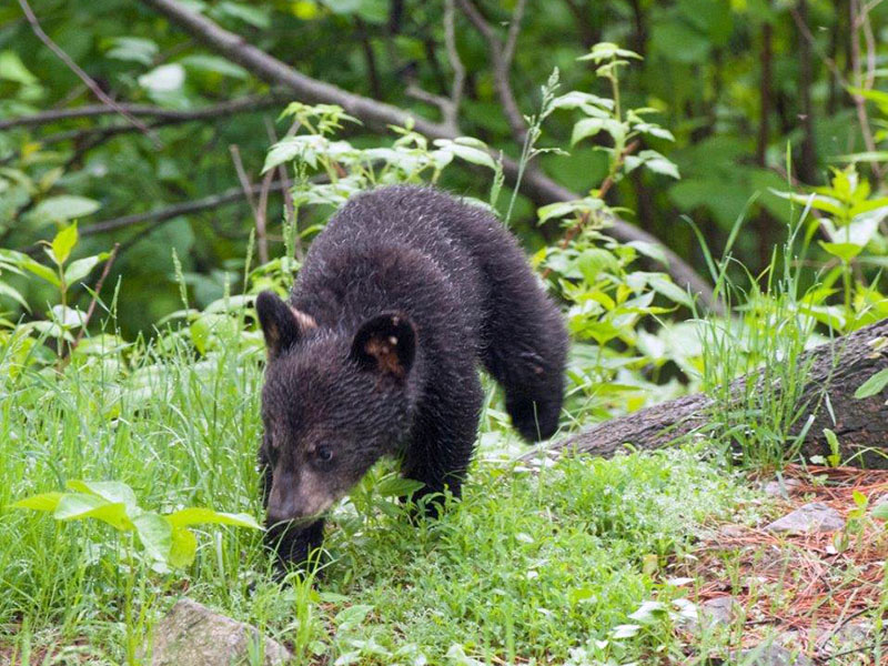 Samantha's cub