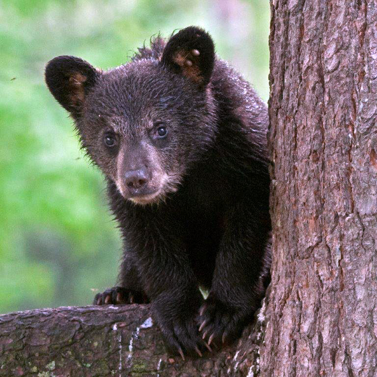 Samantha's cub on branch