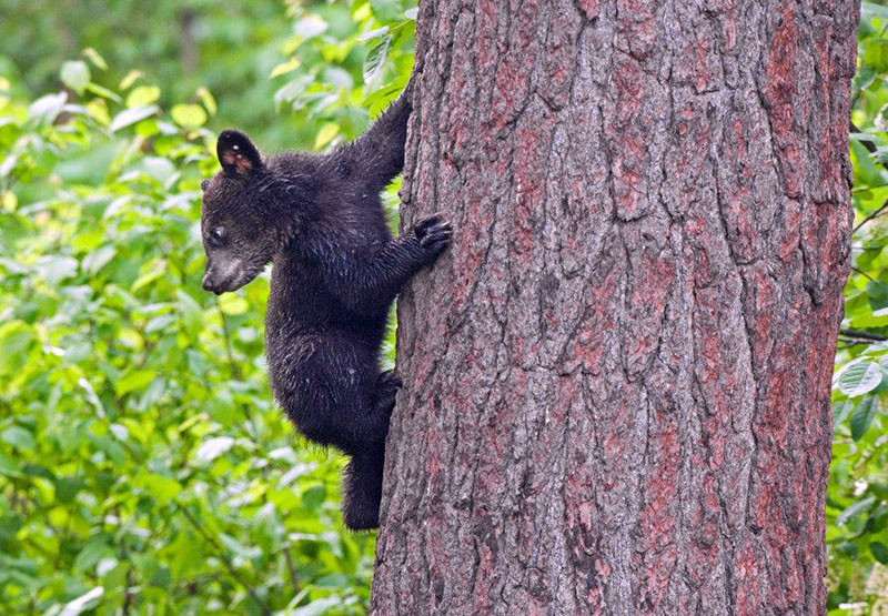 Samantha's cub on white pine