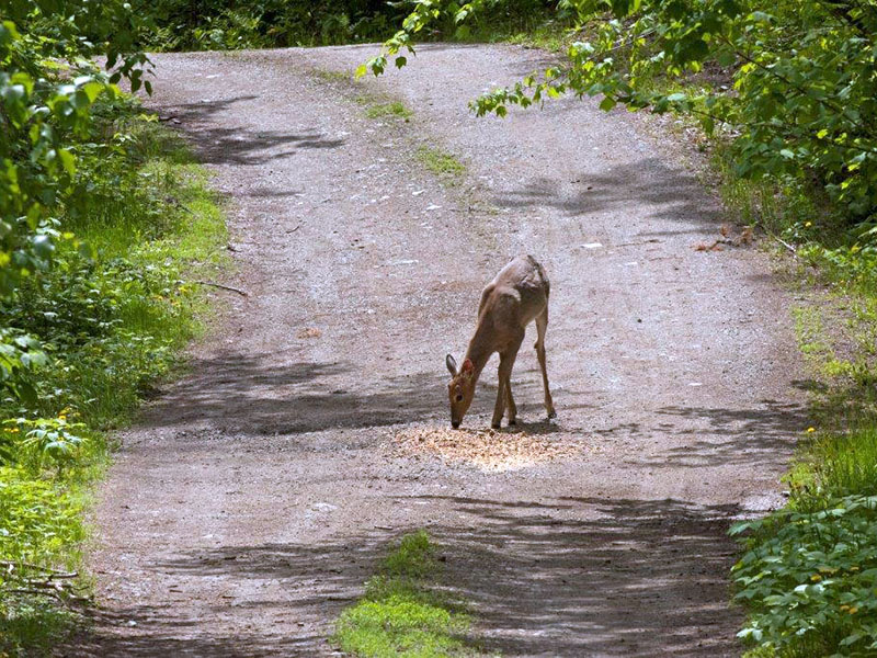 Deer with small antlers