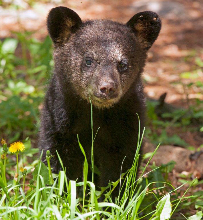 Samantha's cub on ground