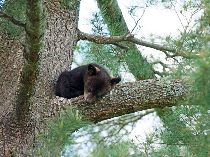 Samantha's cub sleeping in white pine