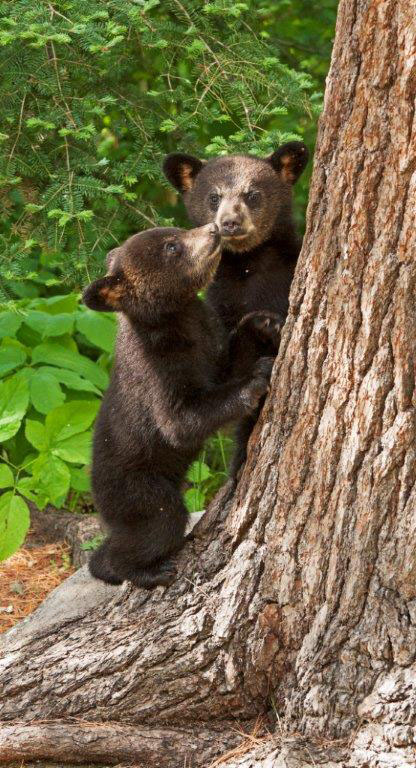 Samanthas cubs