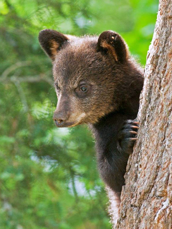 Samantha's cubs