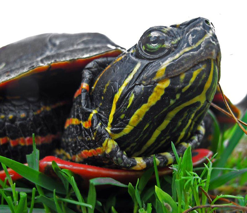 20140608 Painted turtle