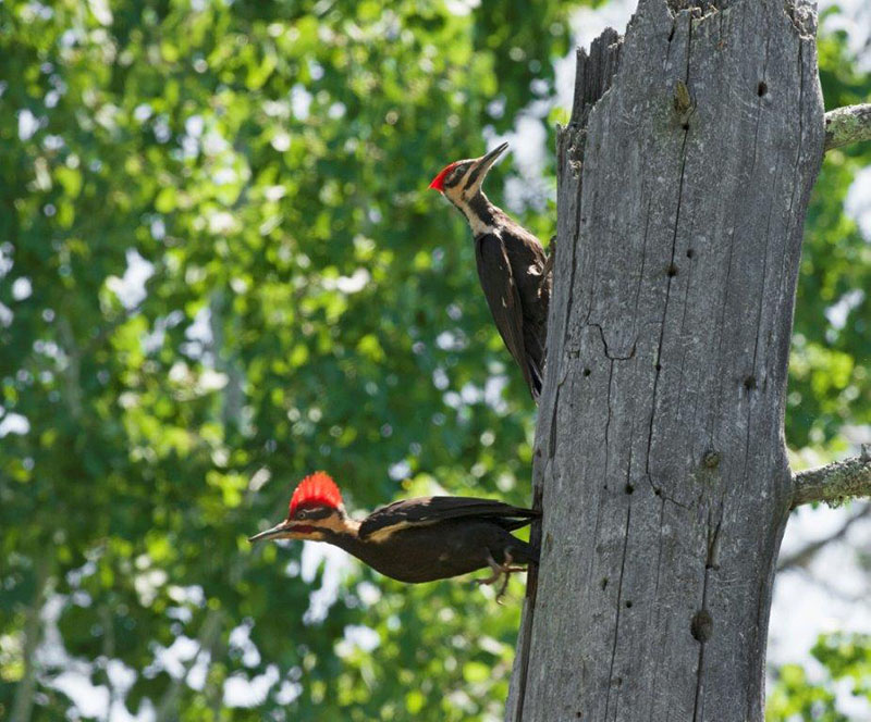 Pileated Woodpecker exchange