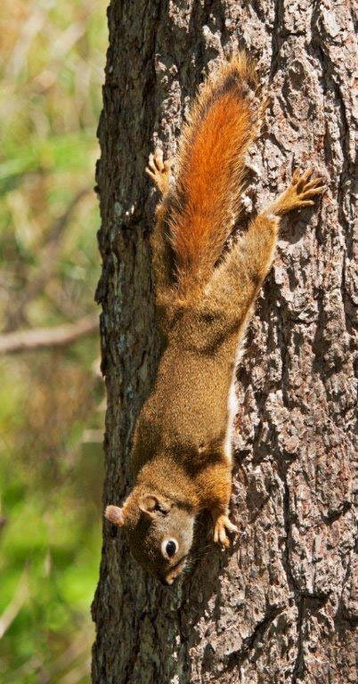 Red squirrel