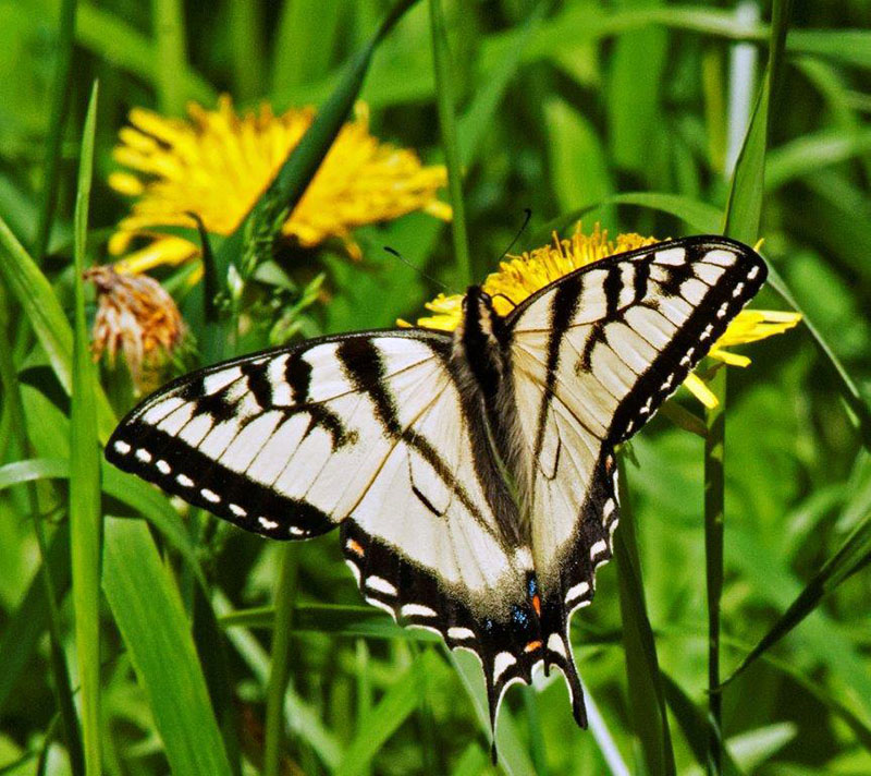 Swallowtail butterfly