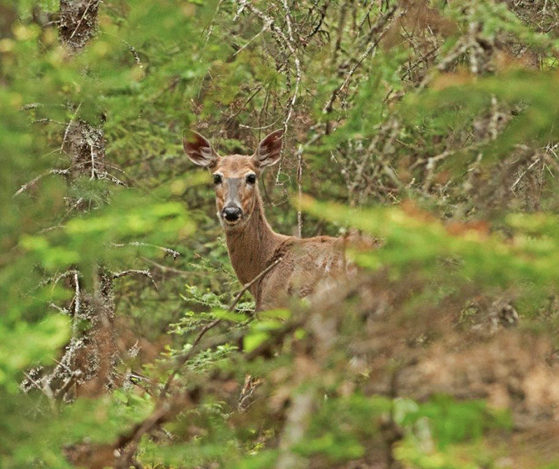 white-tailed deer