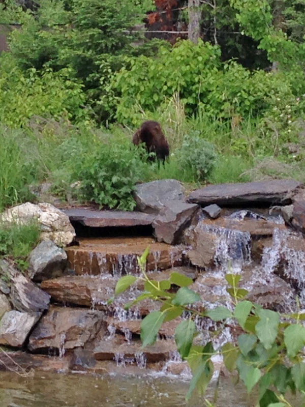 20140610 Holly forages near pond