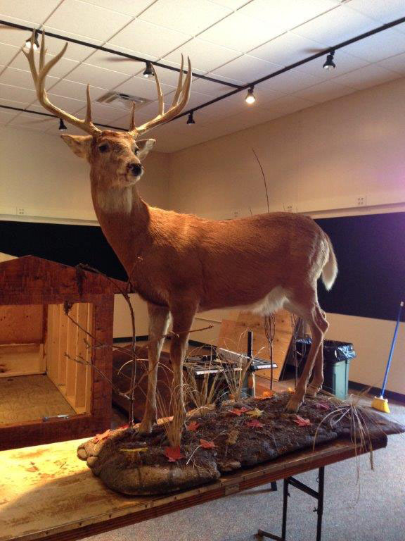 White-tailed deer mount