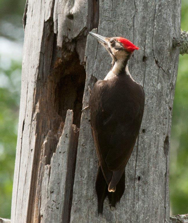 Pileated Woodpecker female