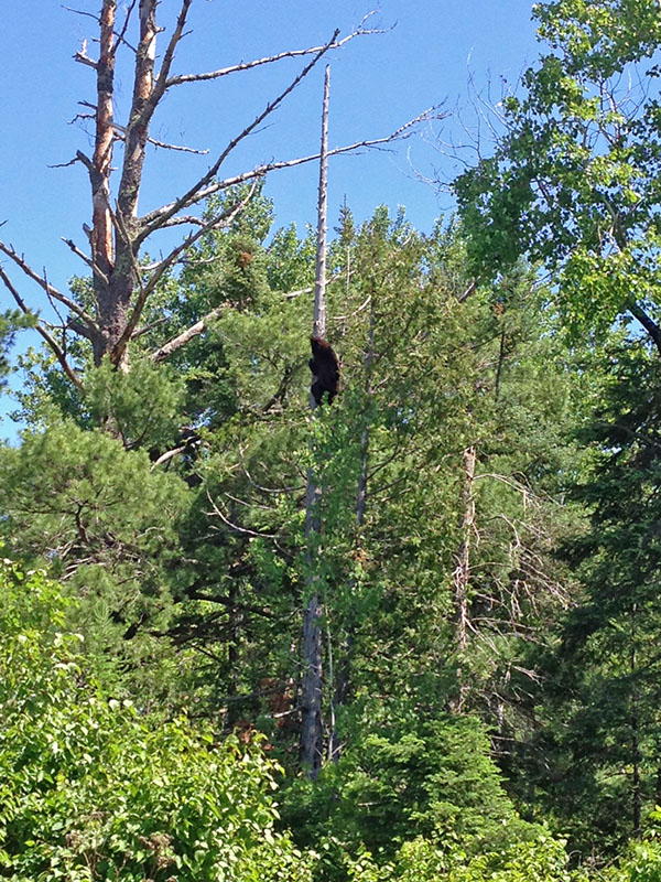 Holly high in cedar