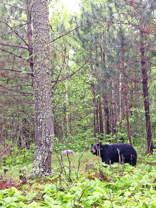 Juliet at cub tree