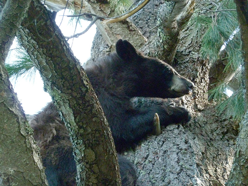 Holly up white pine