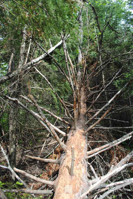 Holly's tree from bottom