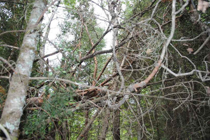 Holly's tree from the right