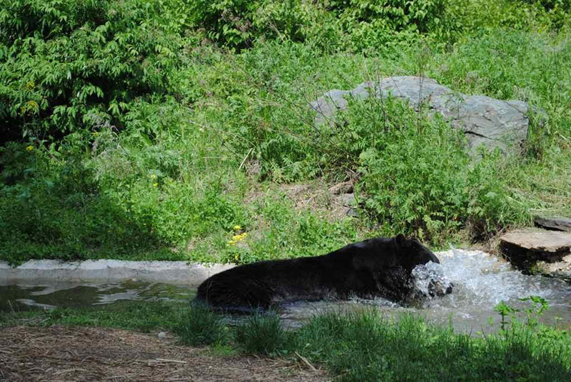 Ted splashes
