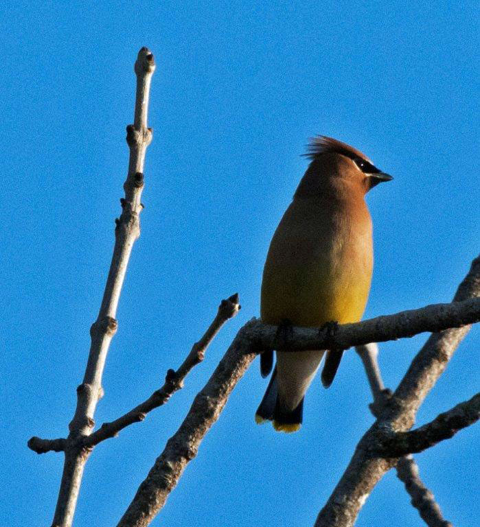 Cedar Waxwing on Black Ash June 17
