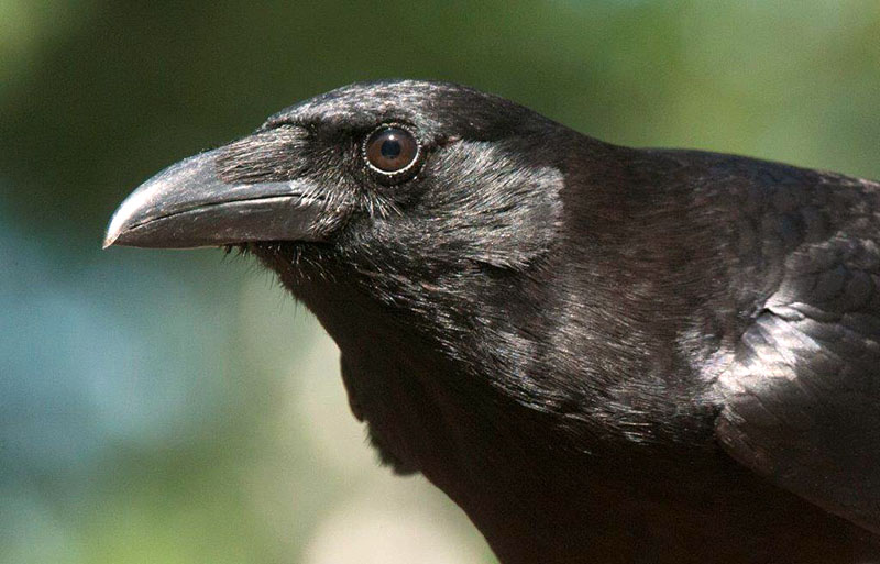 American Crow - June 17