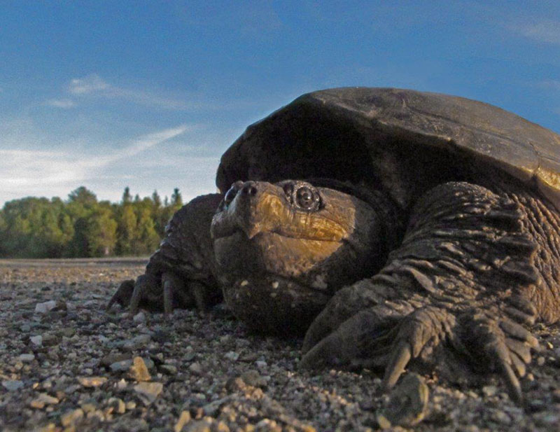 Snapping Turtle - June 17