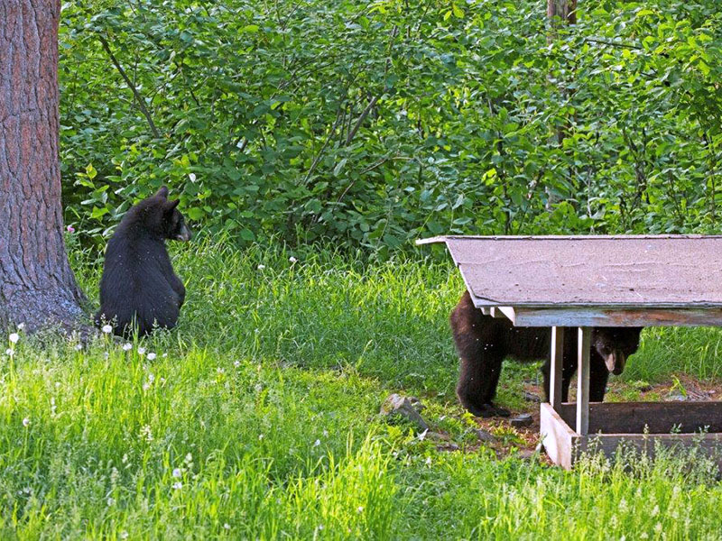 Yearllings at feeder