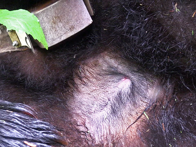 Closeup of Aster's wound