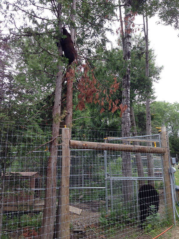 Holly up tree near Ted's pen