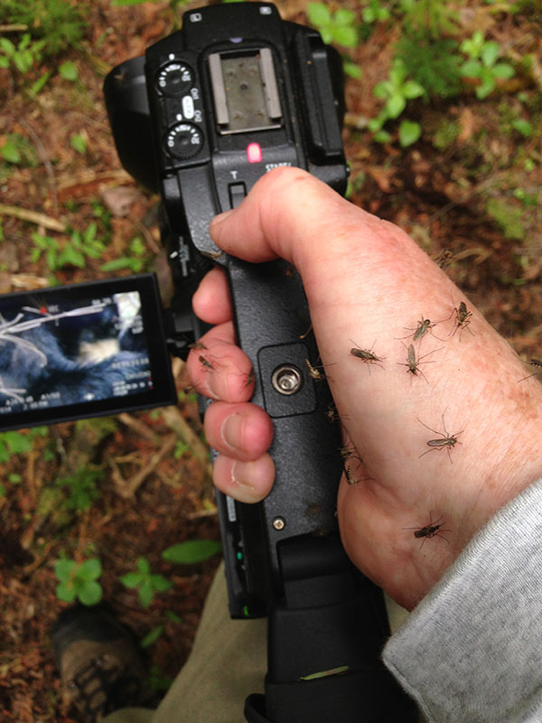 Videoing Aster