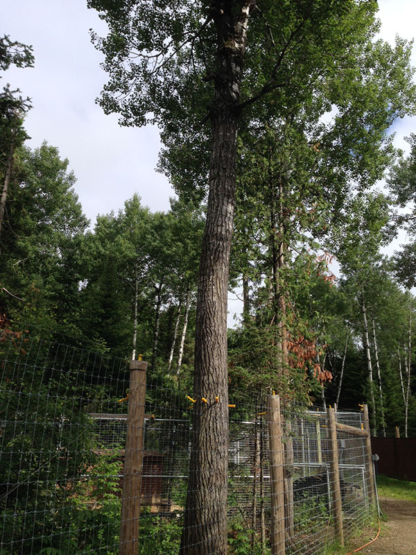 Aspen that Holly climbed