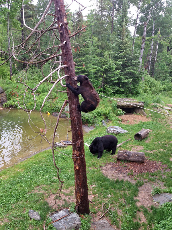 Holly climbs cedar