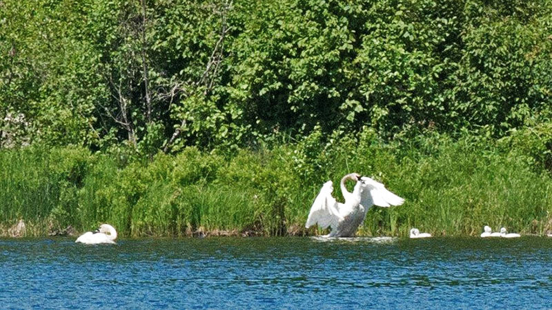Trumpeter Swan family