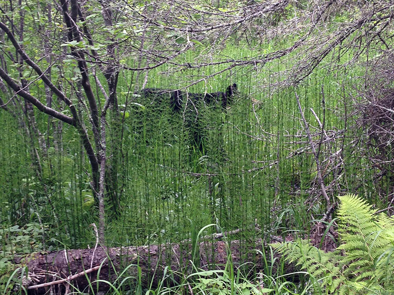 Lily among horsetail