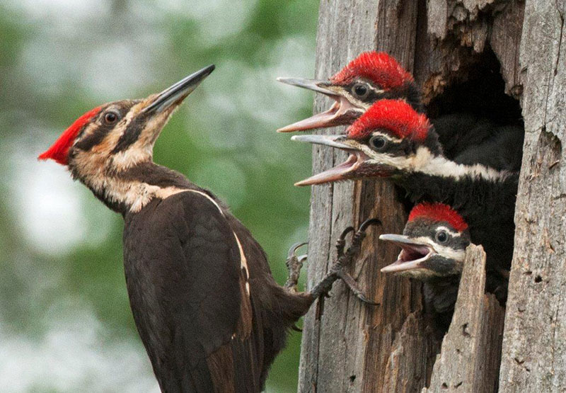 Pileated female with young