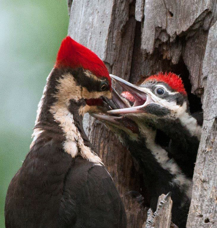Pileated male feeding young