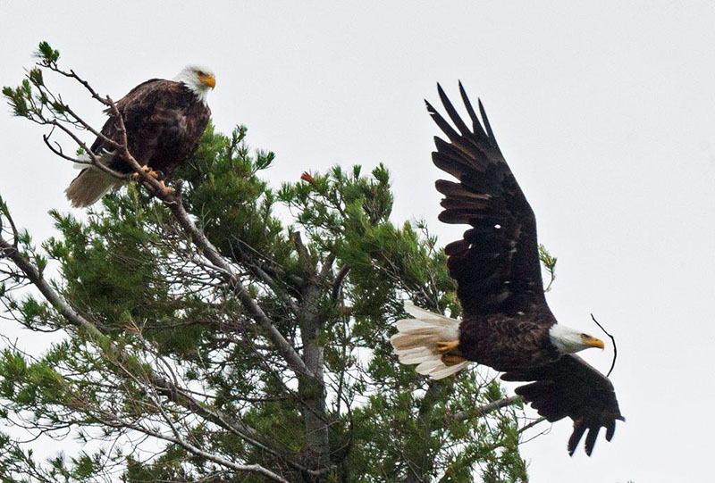 Bald eagles