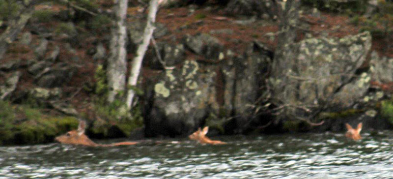 Deer family swimming