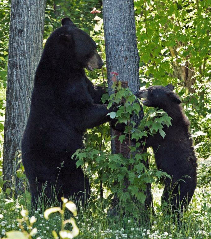 Holly and Lucky playing